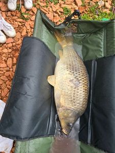Common Carp