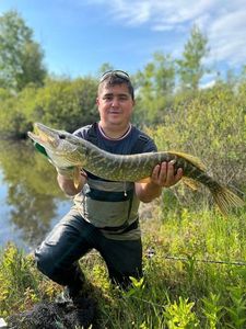Northern Pike