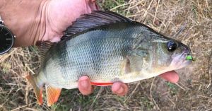 European Perch