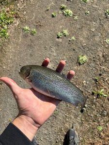Rainbow Trout