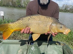 Common Carp