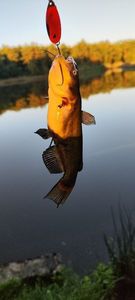 Black Bullhead