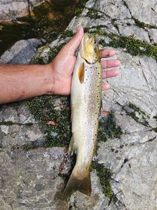Brown Trout