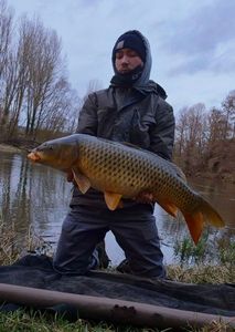 Common Carp
