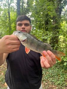 European Perch