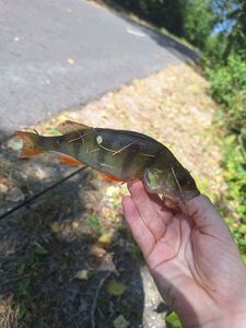 European Perch