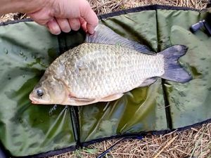 Crucian Carp
