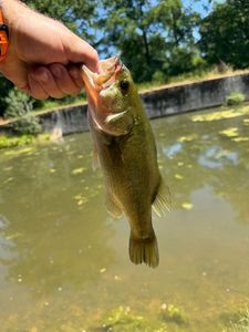 Largemouth Bass