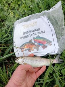 Rainbow Trout