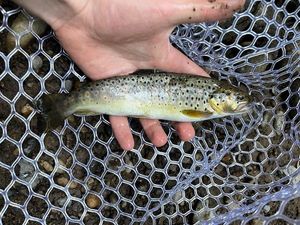 Brown Trout