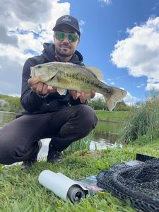 Largemouth Bass
