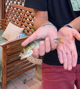European Perch