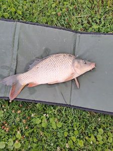 Common Carp