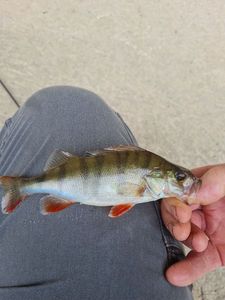 European Perch