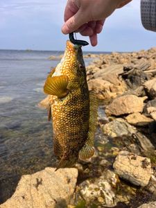 Ballan Wrasse