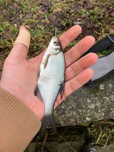 White bream