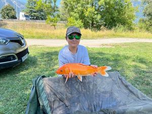 Koï Fish
