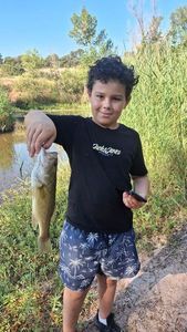 Largemouth Bass