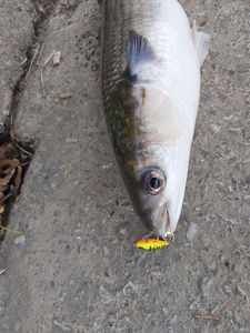 Flathead Grey Mullet