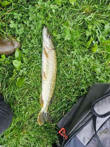 Northern Pike