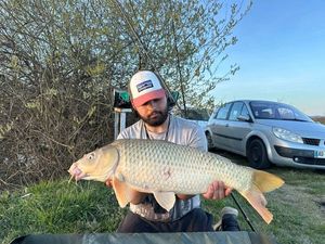 Common Carp