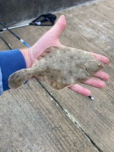 European Flounder