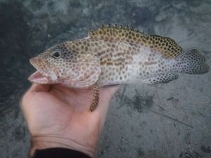 Honeycomb Grouper