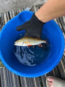 Yellow Perch
