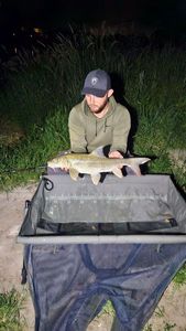Barbel
