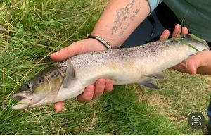 Atlantic Salmon