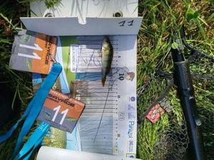 European Perch