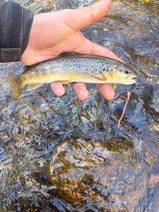 Brown Trout