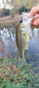 Largemouth Bass