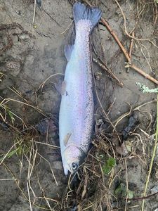 Rainbow Trout