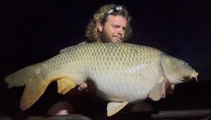 Common Carp