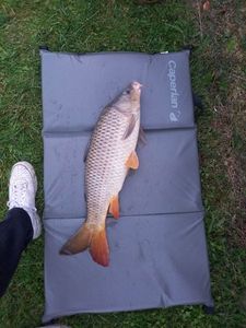 Common Carp