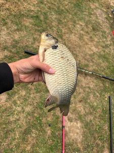 Crucian Carp