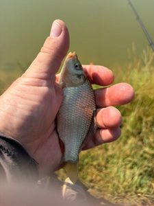 Crucian Carp