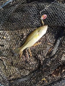 Largemouth Bass