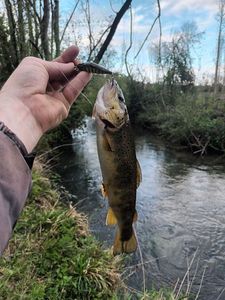 Brown Trout