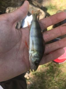 European Perch