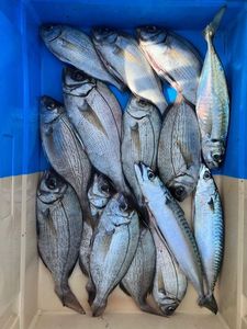 Black Seabream