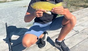 Tench