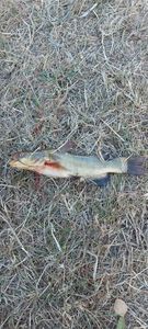 Black Bullhead