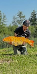 Koï Fish