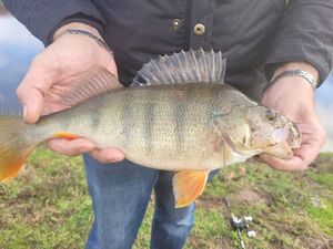 European Perch