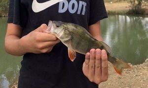 European Perch