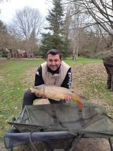 Common Carp