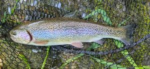 Rainbow Trout