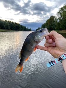 European Perch